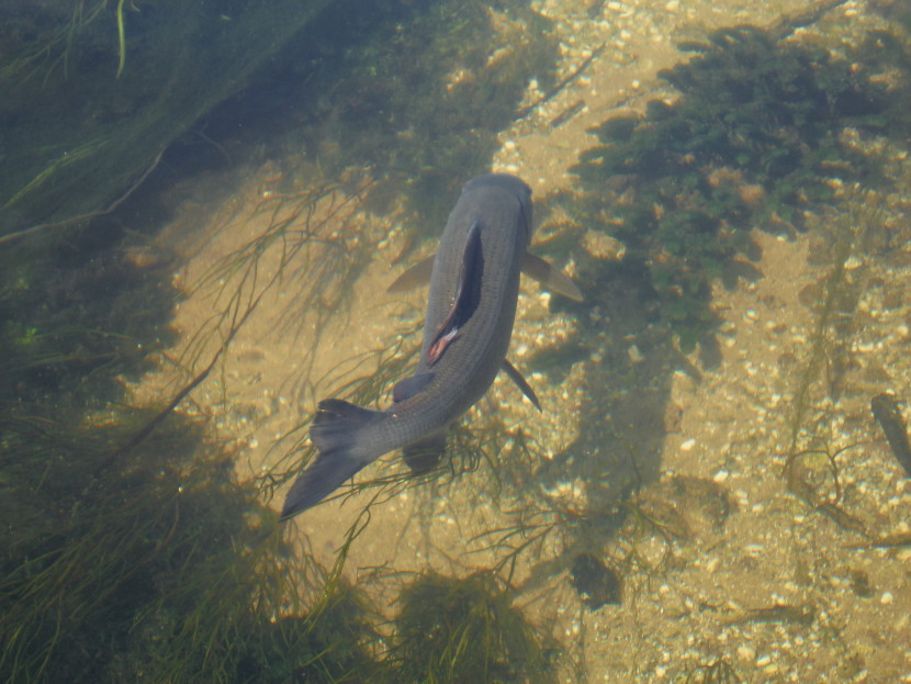 Chalk stream grayling